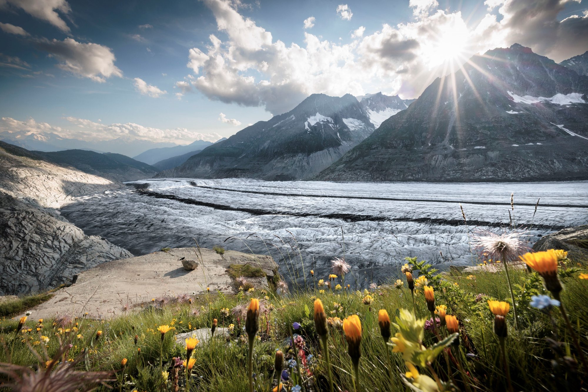 Aletschgletscher mit Blumen